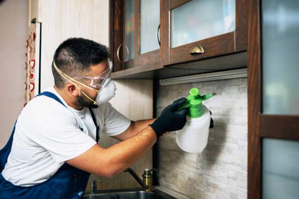 Best Flea Control Services  in Sullivan Gardens, TN