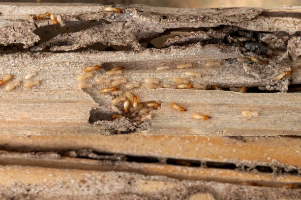 Best Affordable Pest Control Services  in Sullivan Gardens, TN